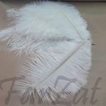 Pene ivoire de strut la 15-25 cm - imagine 3