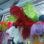 Pene de strut 60-70cm