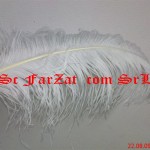 Pene de strut 50-60 cm