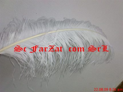 Pene de strut 50-60 cm