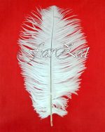 Pene albe strut 10 - 15 cm - imagine 3