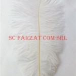 Pene albe de strut de 15-25 cm