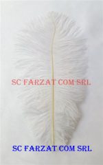 Pene albe de strut de 15-25 cm