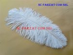Pene albe de strut de 15-25 cm - imagine 4