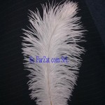 Pene de strut albe 15-25 cm