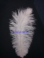 Pene de strut albe 15-25 cm