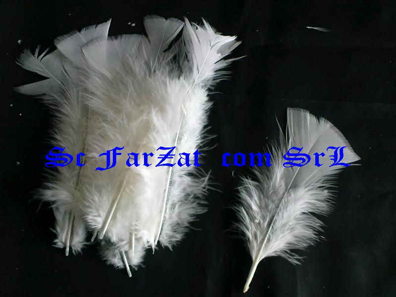 dilemma Arise frost Pene Decorative de cocos albe – FarZat Mercerie | Mercerie Online |  Mercerie Bucuresti