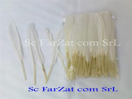 Pene decorative de porumbel albe