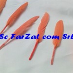 Pene decorative de porumbel corai