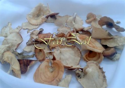ciuperci (1)