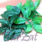 Frunze pentru cocarde