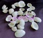 Scoici - Model 1 - 4 - imagine 2