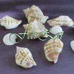 Scoici - Model 1 - 4