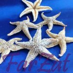 Stele de mare decorative.