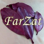 Frunze naturale magnolie - imagine 2