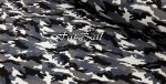Material camuflaj elastic - Metraje